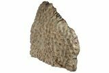 Polished Stromatolite (Greysonia) Section - Bolivia #197395-6